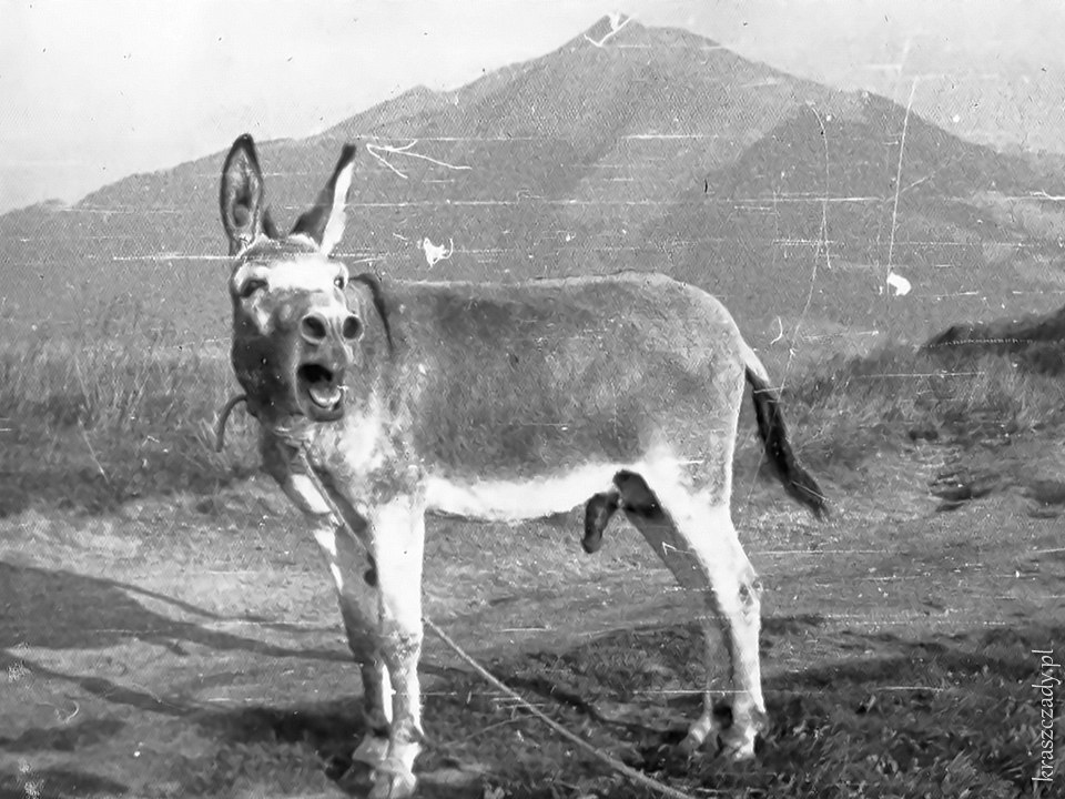 Bieszczady, Połonina Wetlińska. Osioł ze schroniska na Połoninie Wetlińskiej, druga połowa dekady lat siedemdziesiątych. Zdjęcie archiwlne.