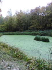 Kraszczady, miniatura