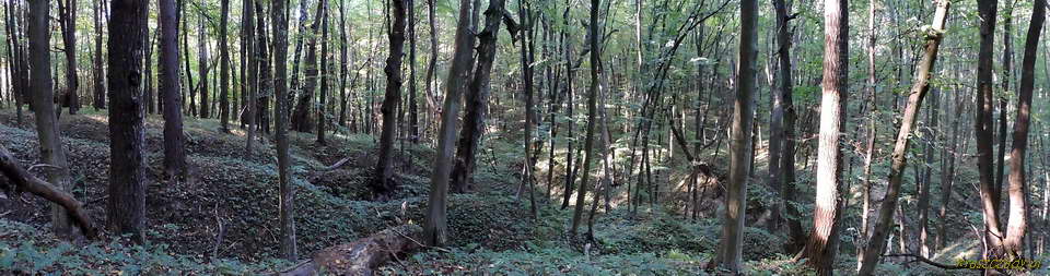 Kraszczady, las, panorama