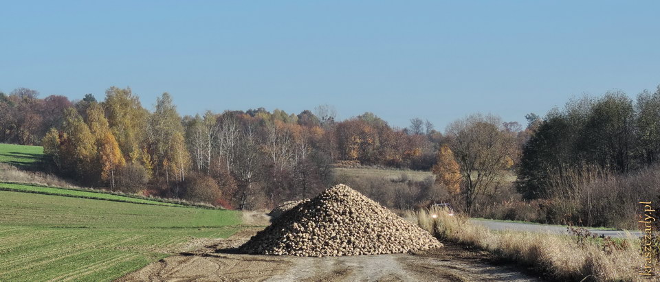 Kopiec buraków cukrowych