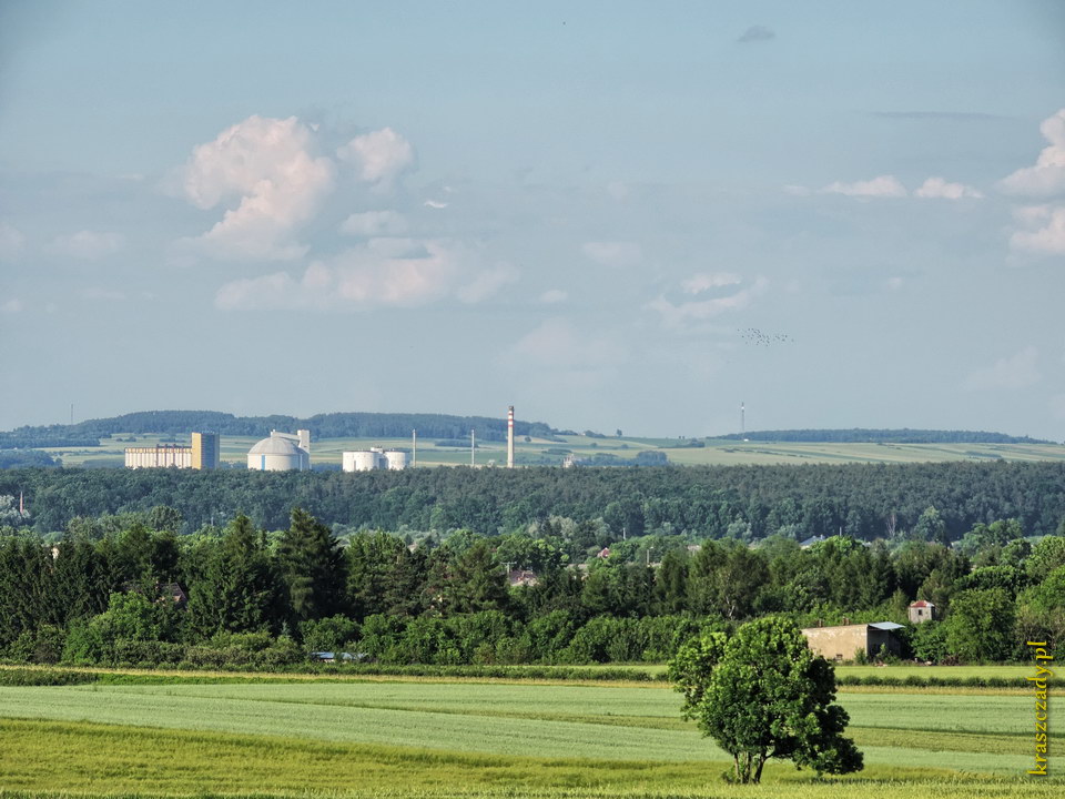 Okolice Krasnegostawu, Las Borek, powiat krasnostawski, woj. lubelskie