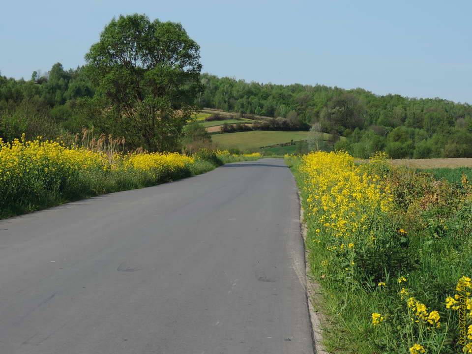 gmina Gorzków, Kraszczady, droga do wsi Olesin i Bobrowe