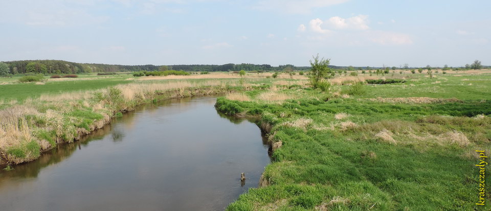 Rzeka Wieprz, okolice wsi Dobryniów, Oleśniki, gmina Krasnystaw, woj. lubelskie