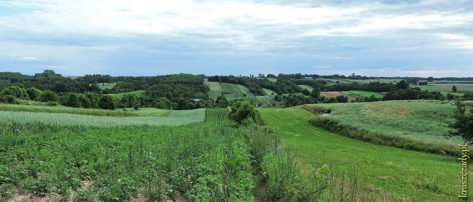 Kraszczady, początek lata, okolice wsi Borsuk, gmina Gorzków