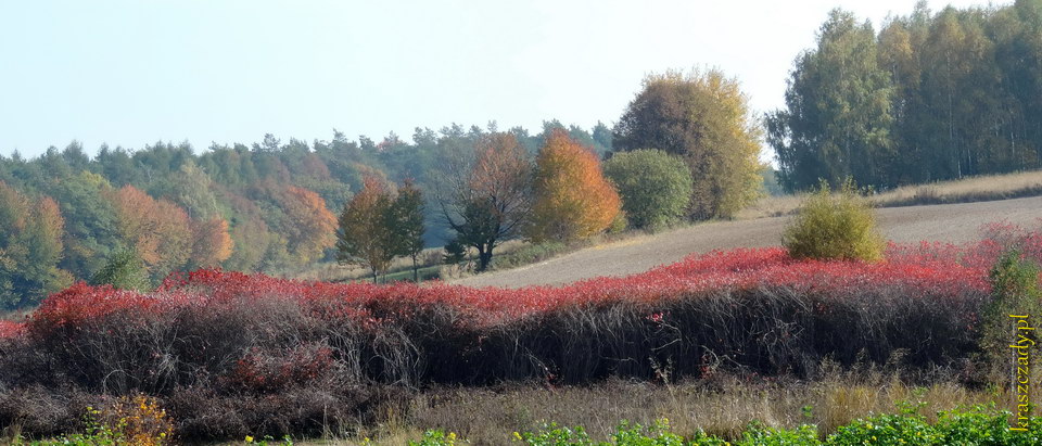 Jesień w Kraszczadach