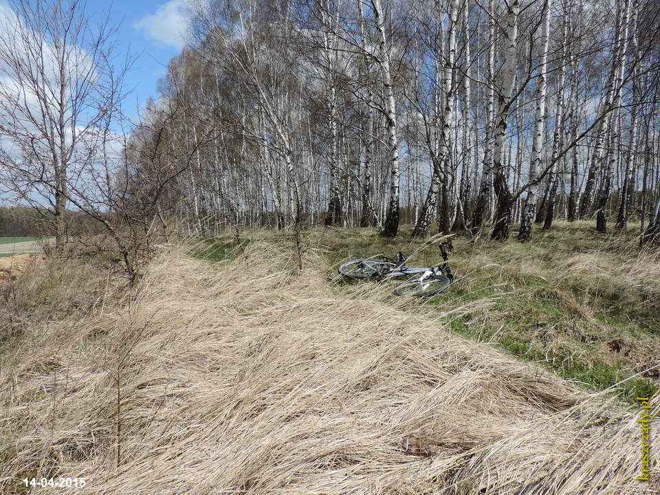 Brzezinka wczesną wiosną w Kraszczadach