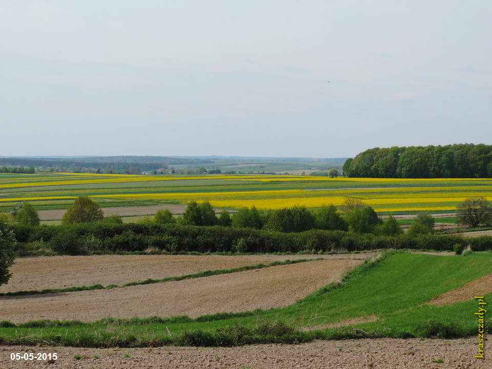 Widok na kwitnące rzepaki w Kraszczadach