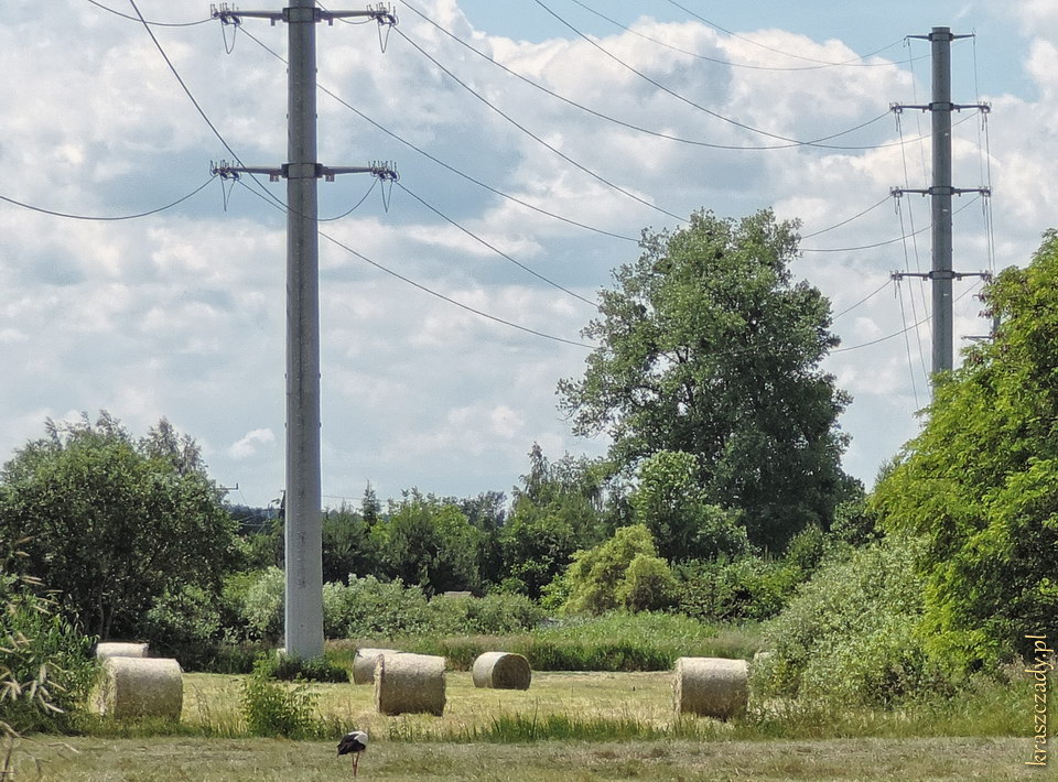 Bocian pod energetycznymi słupami