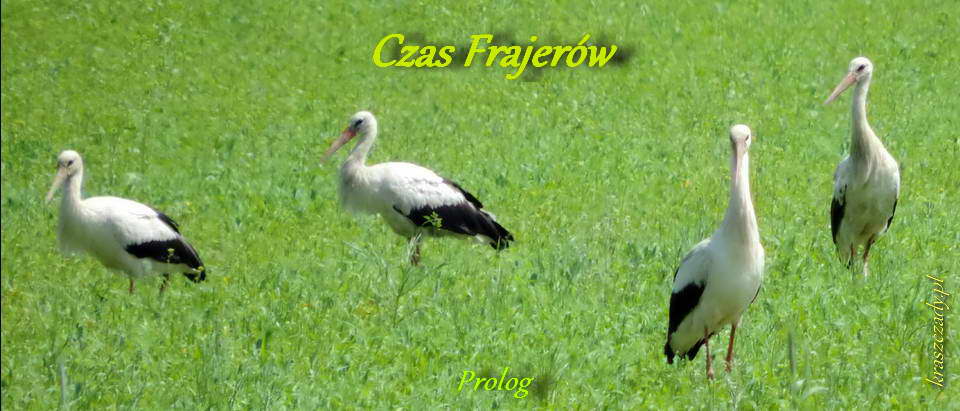 Żółkiewka - czas frajerów 