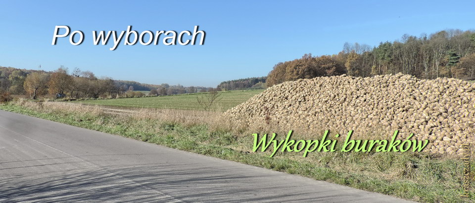 Po wyborach wykopki buraków